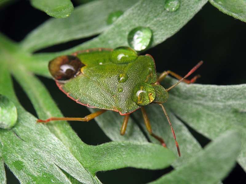 Palomena prasina (Linnaeus, 1761)